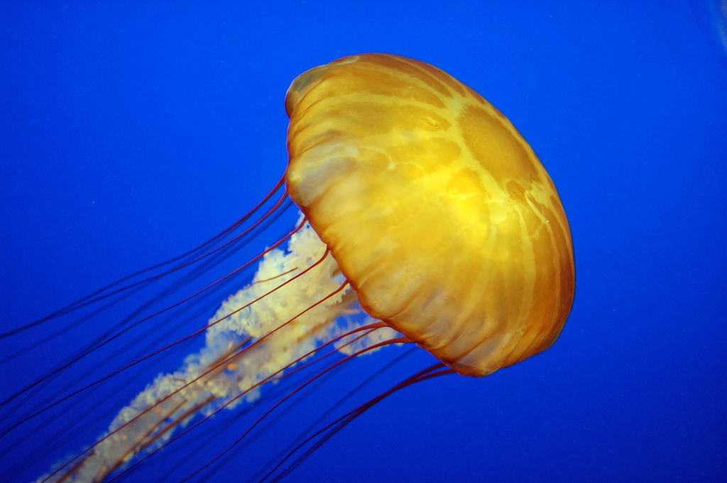 Jelly Fish or Sea Jellies? Sketch the Art of Movement!