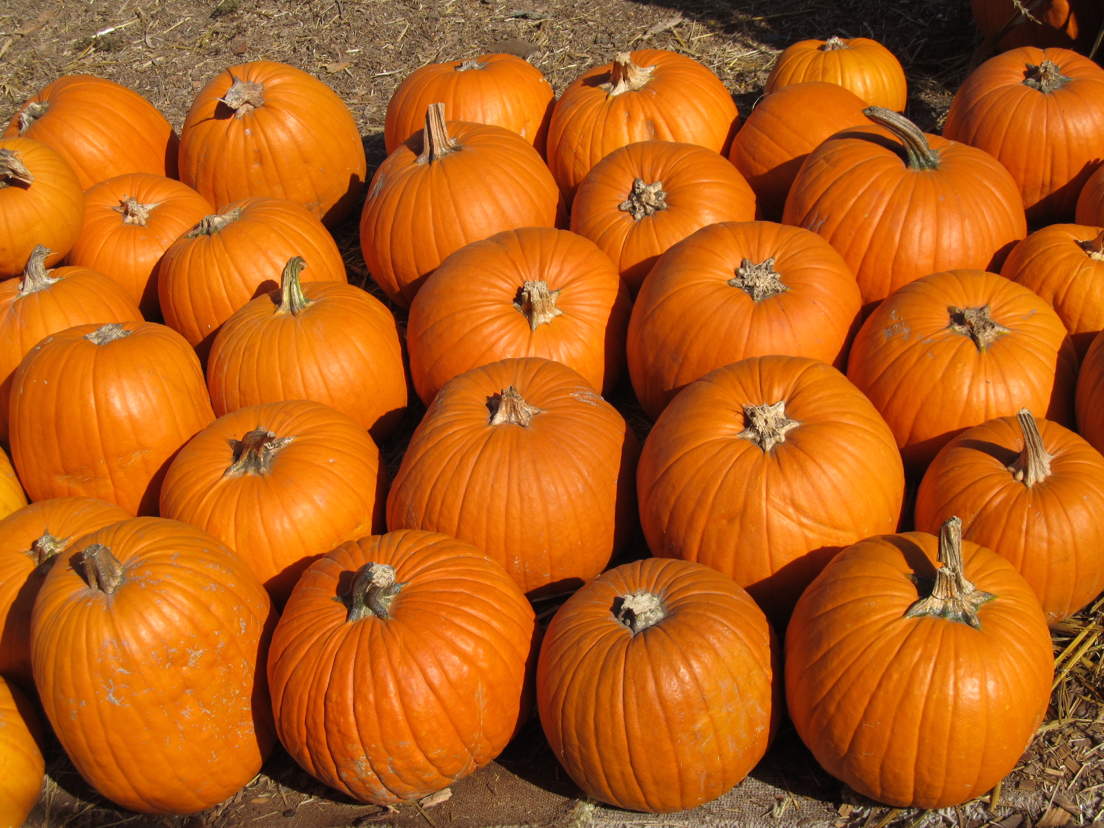 Try the Partial Sums Pumpkin Patch Math Game!