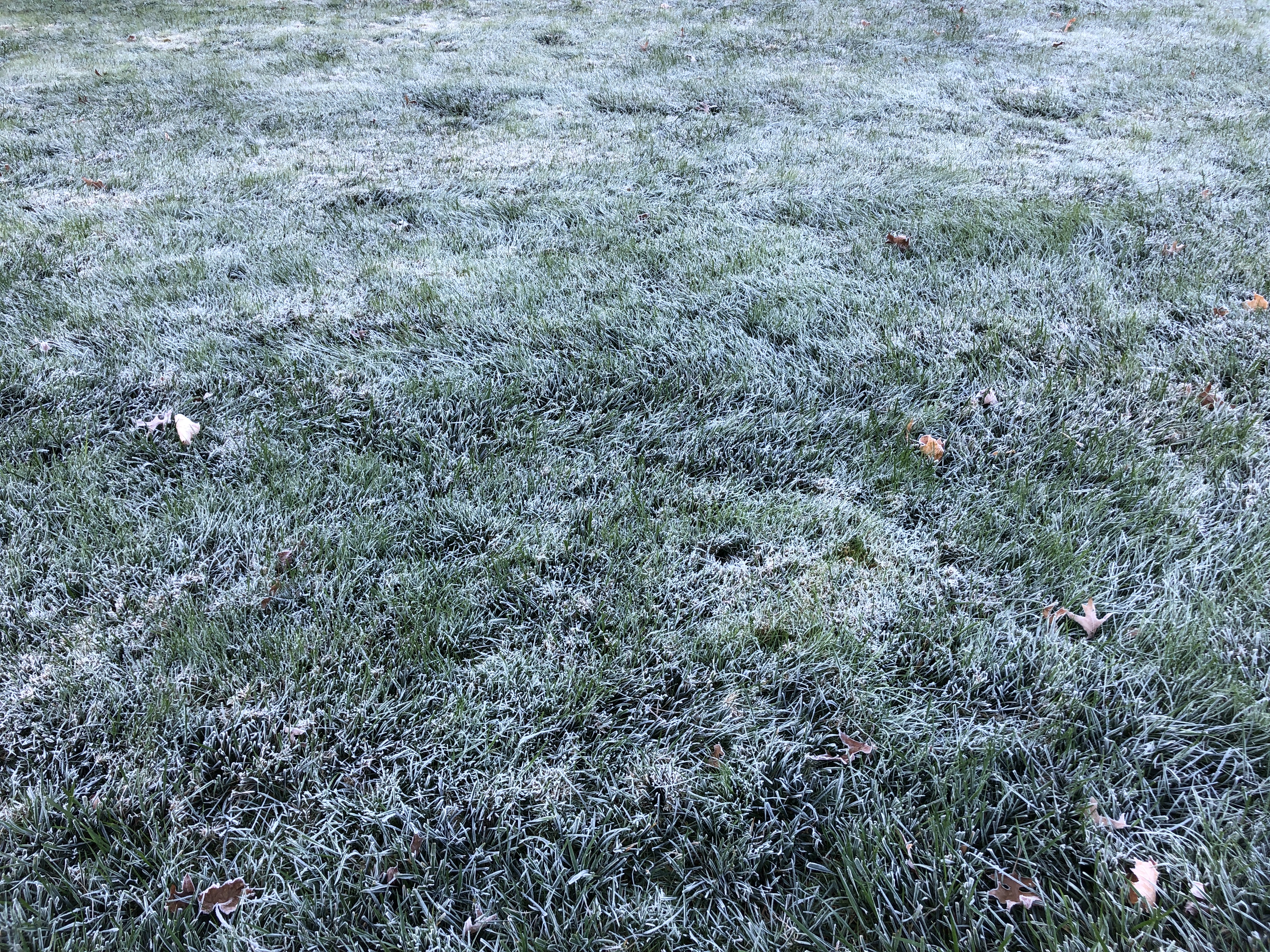 Frost on grass
