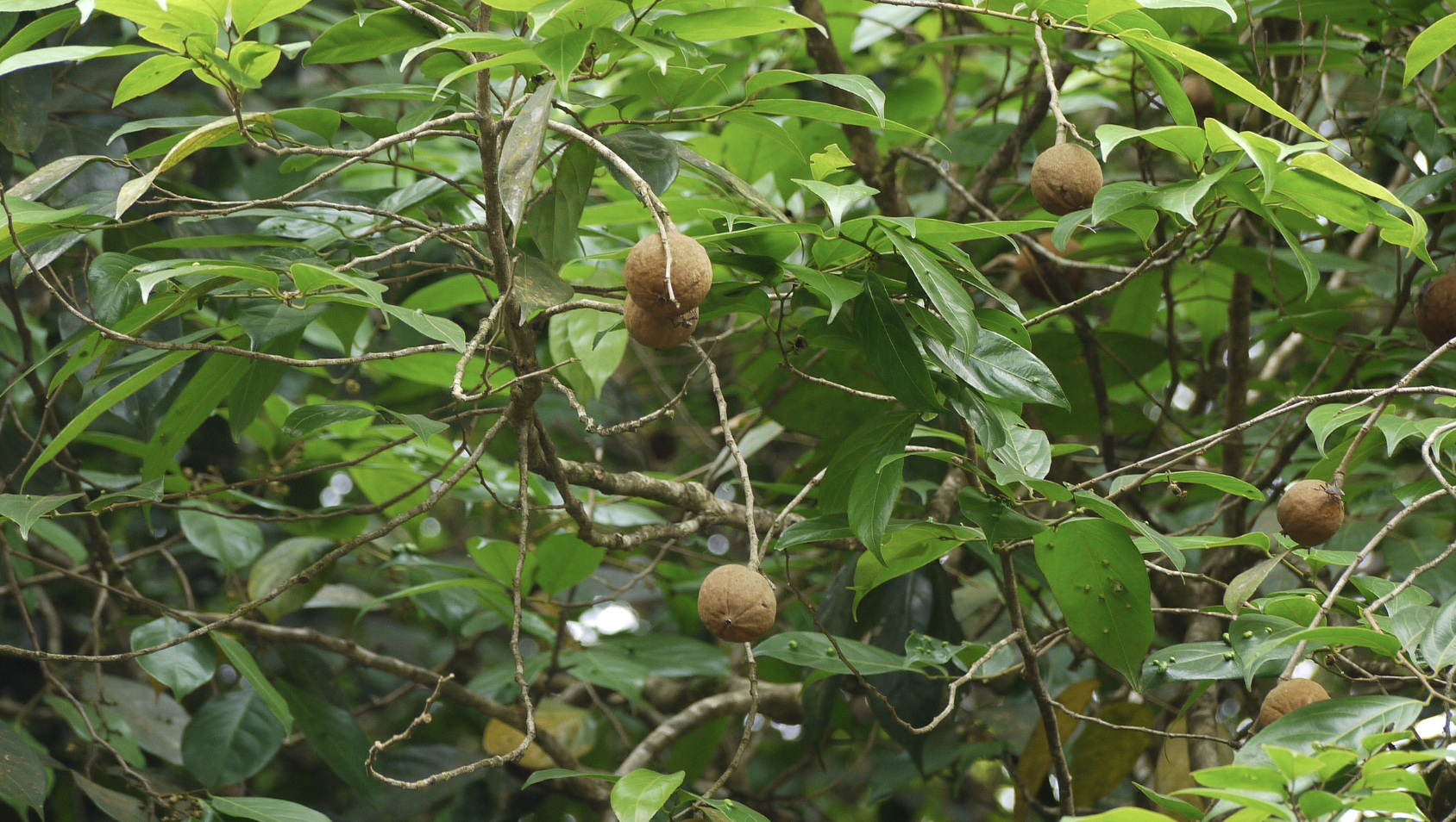 Chaulmoogra tree (Hydnocarpus pentandra)