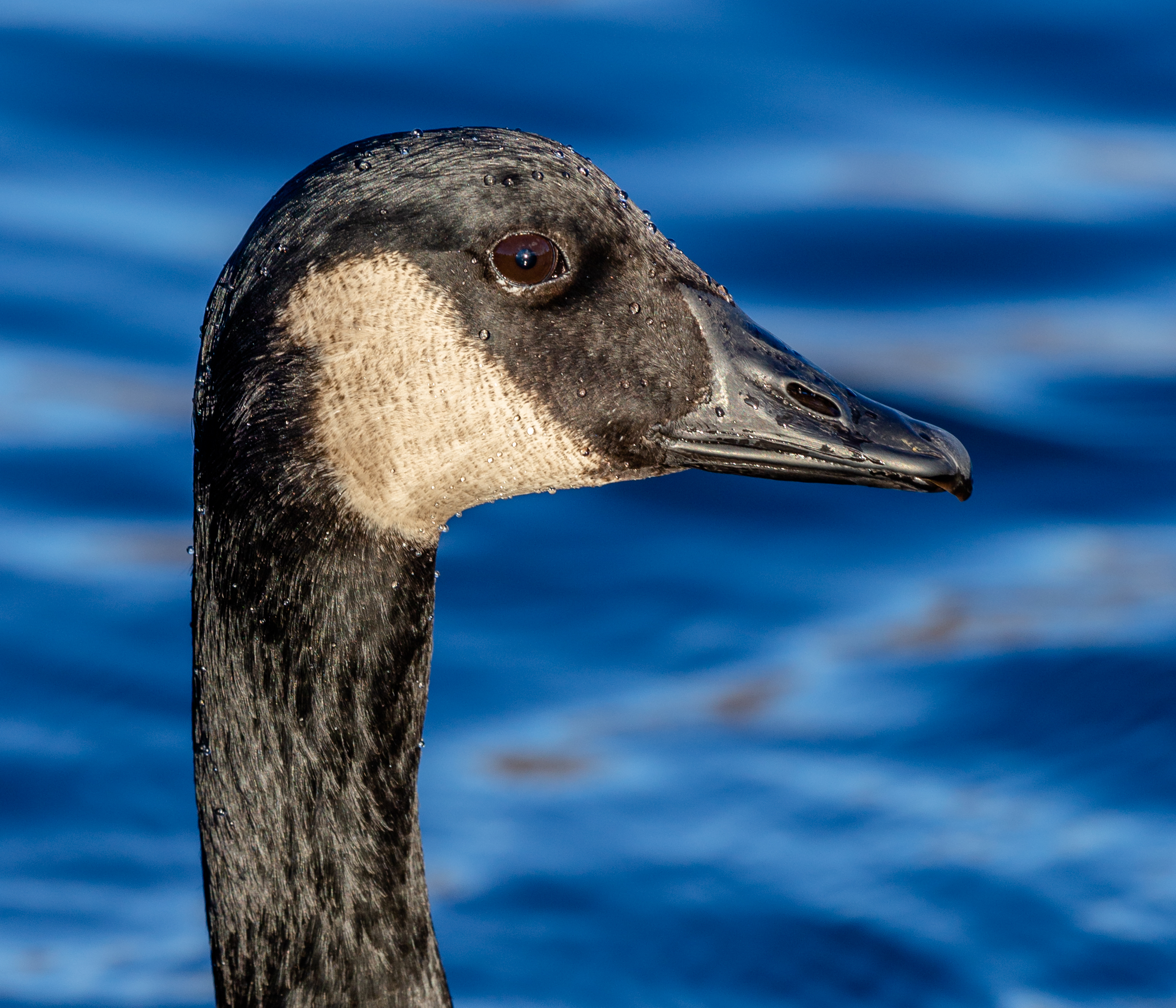 Stay Active, Fly South, or Hibernate? Animals Surviving the Winter Months!