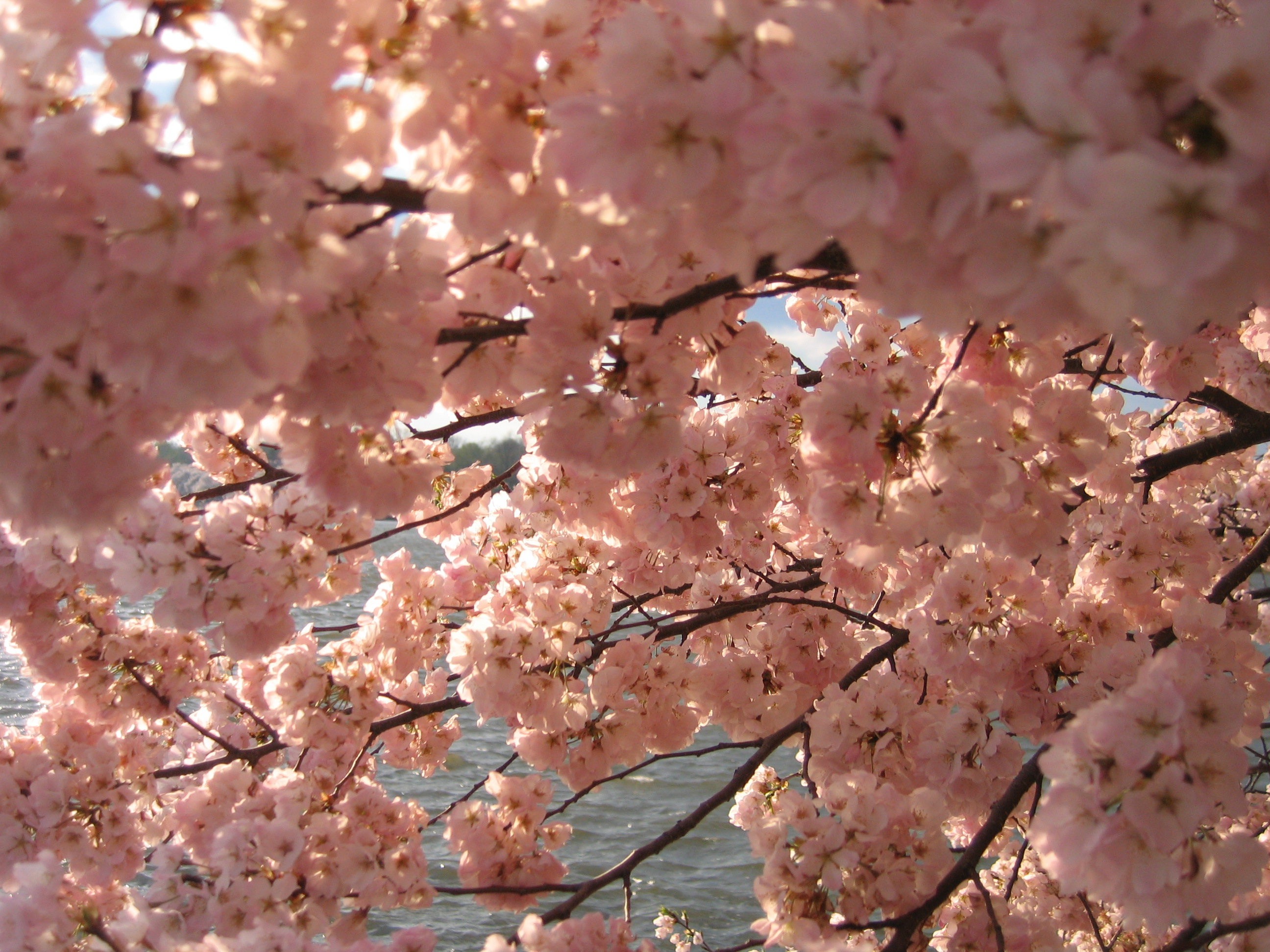 Cherry blossoms in full bloom at the Tidal Basin, Washington DC