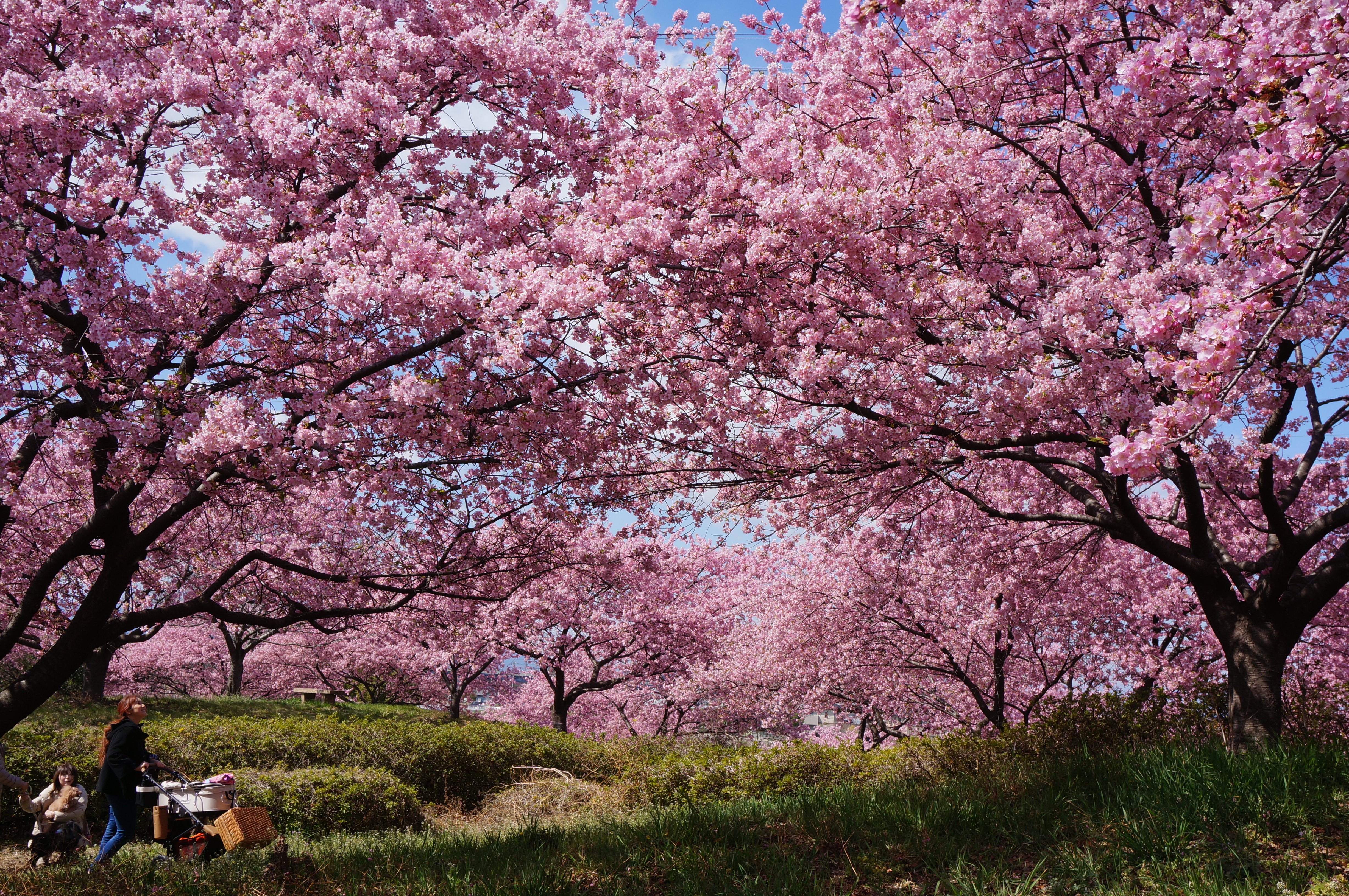 Educators’ Guide to Cherry Blossom Festivals