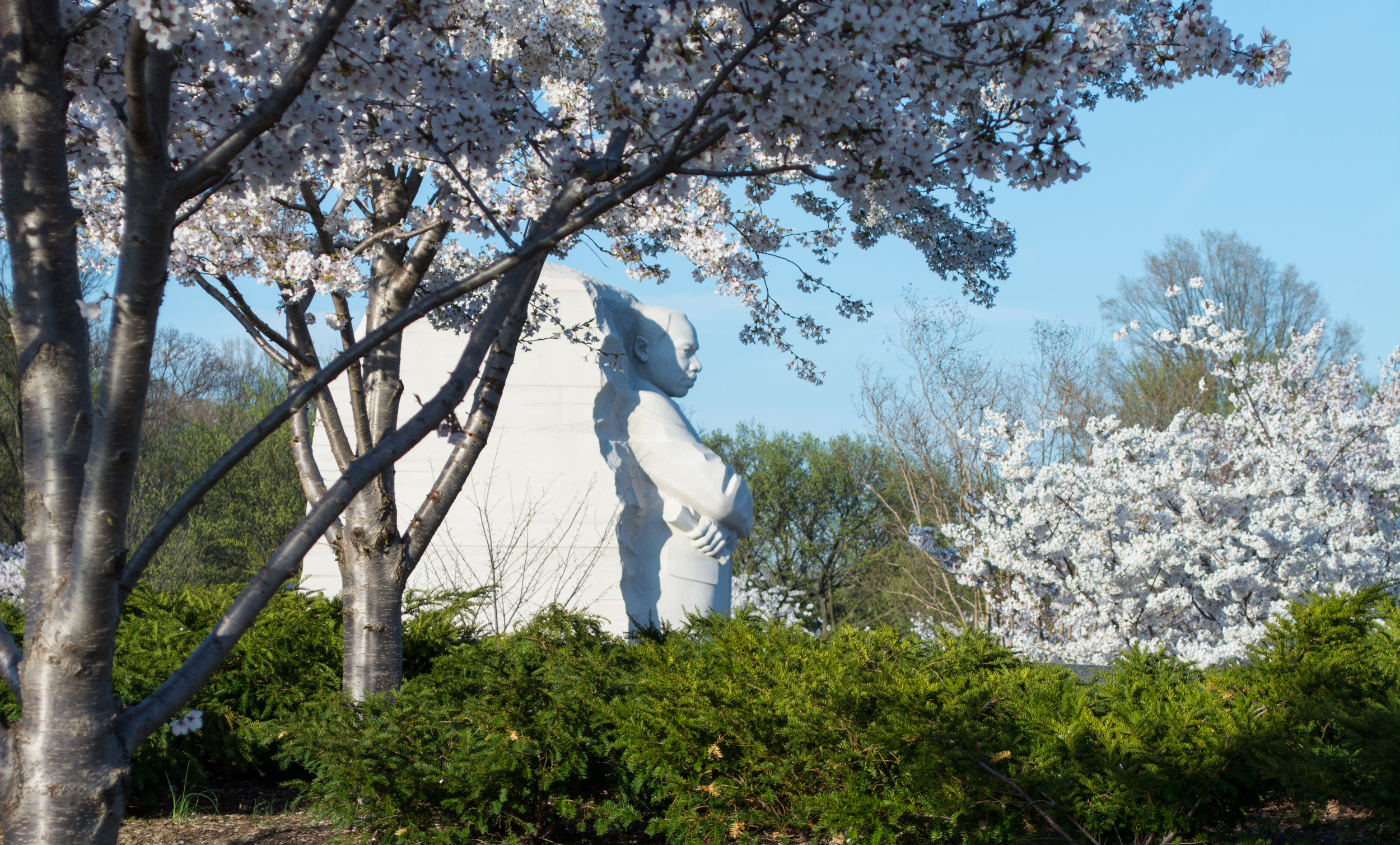 Martin Luther King Jr. Memorial surrounded by cherry blossoms, Washington DC, April 2014
