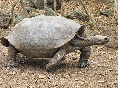 Saddleback tortoise with curved shell and long neck