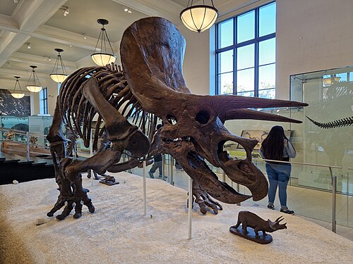 Dinosaur Exhibits