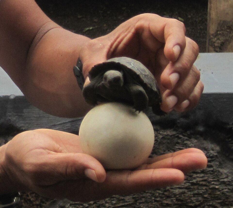 Tiny baby tortoise hatching from egg