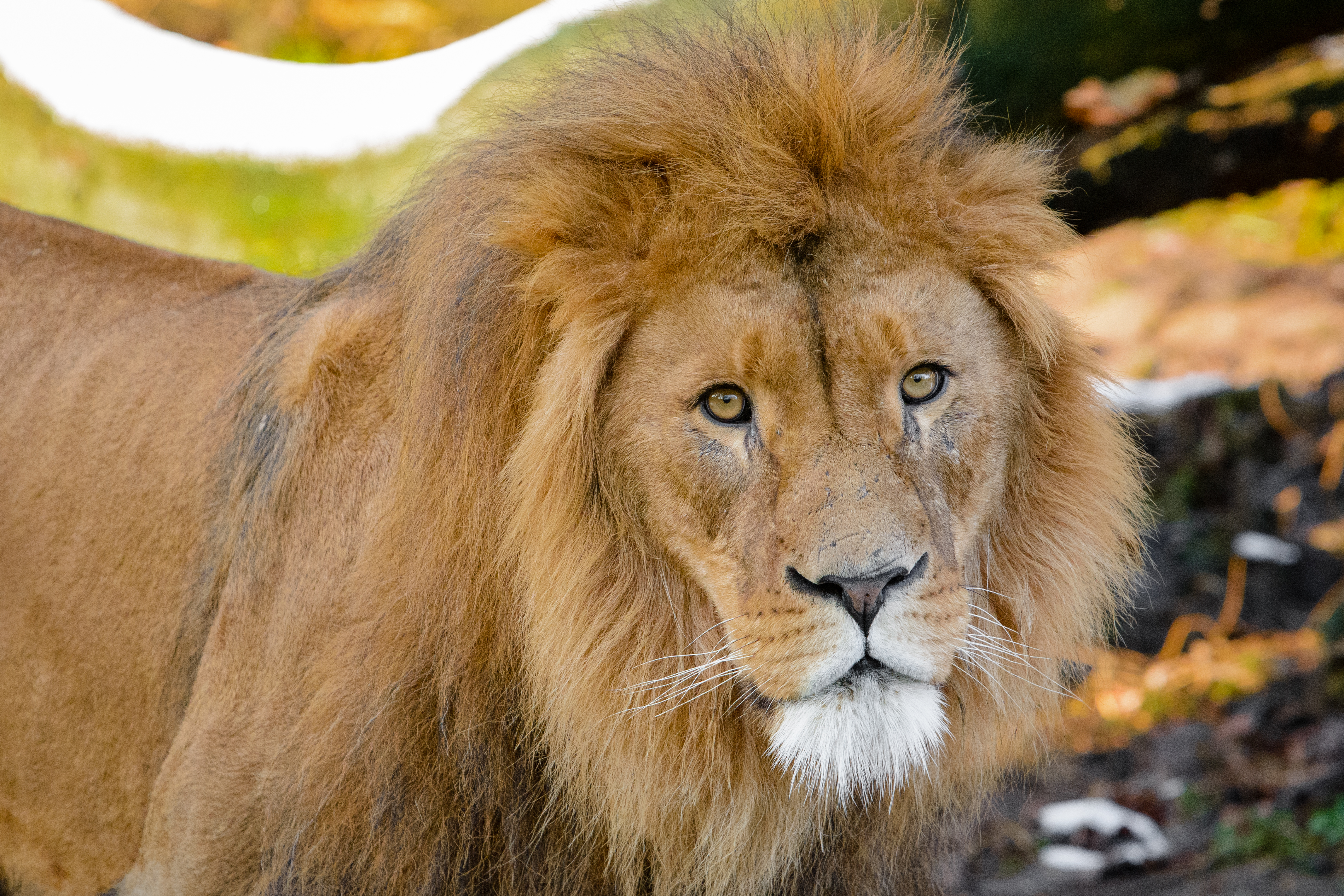 Lion