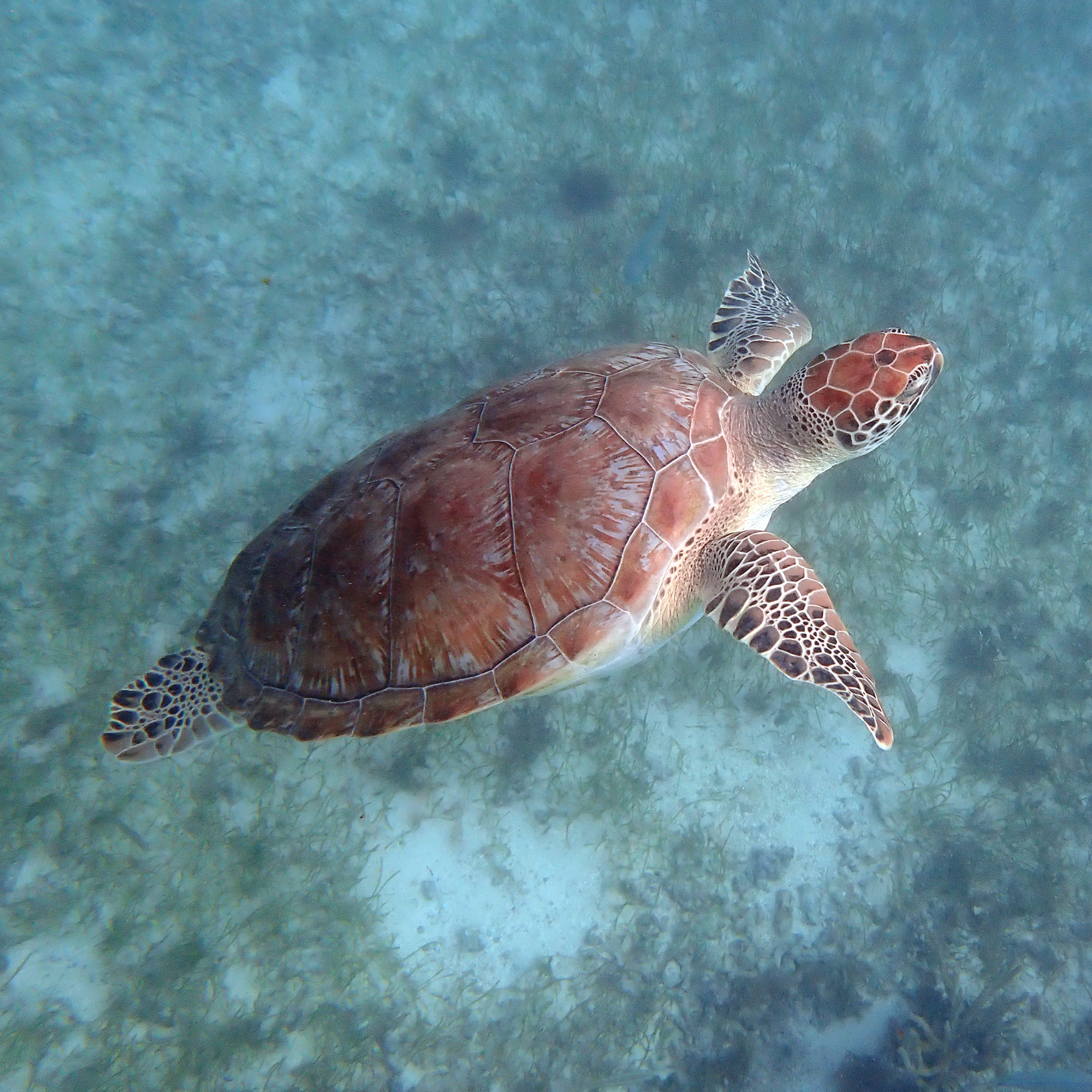 Sea Turtle