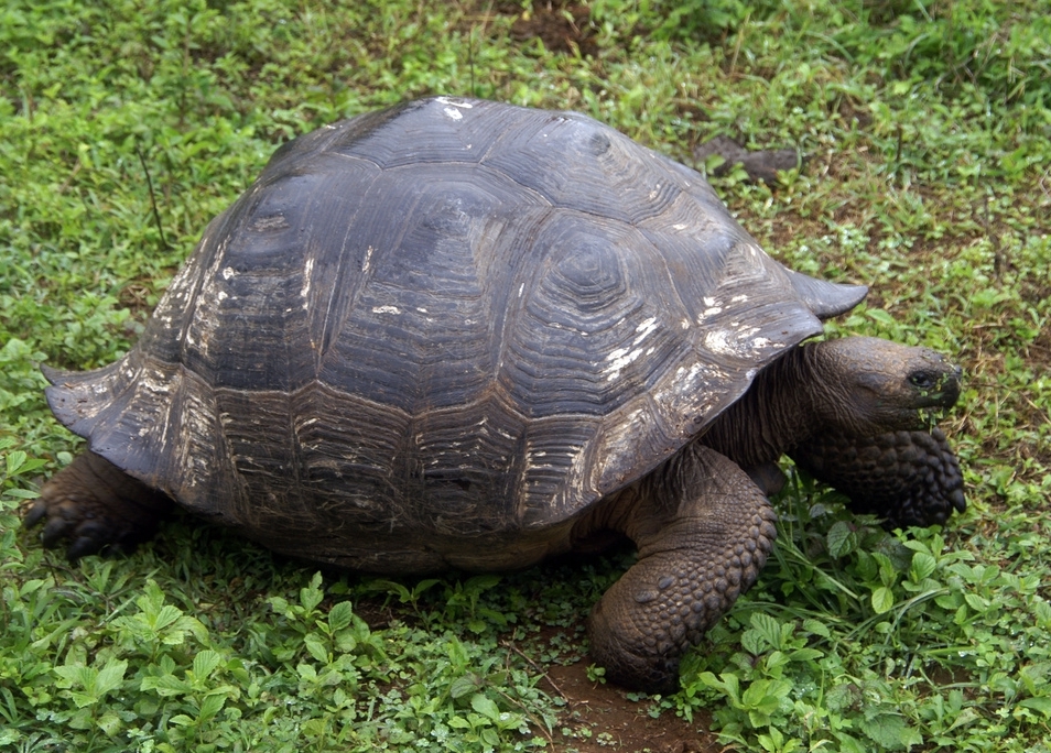 Dome-shelled Galápagos tortoise with rounded shell