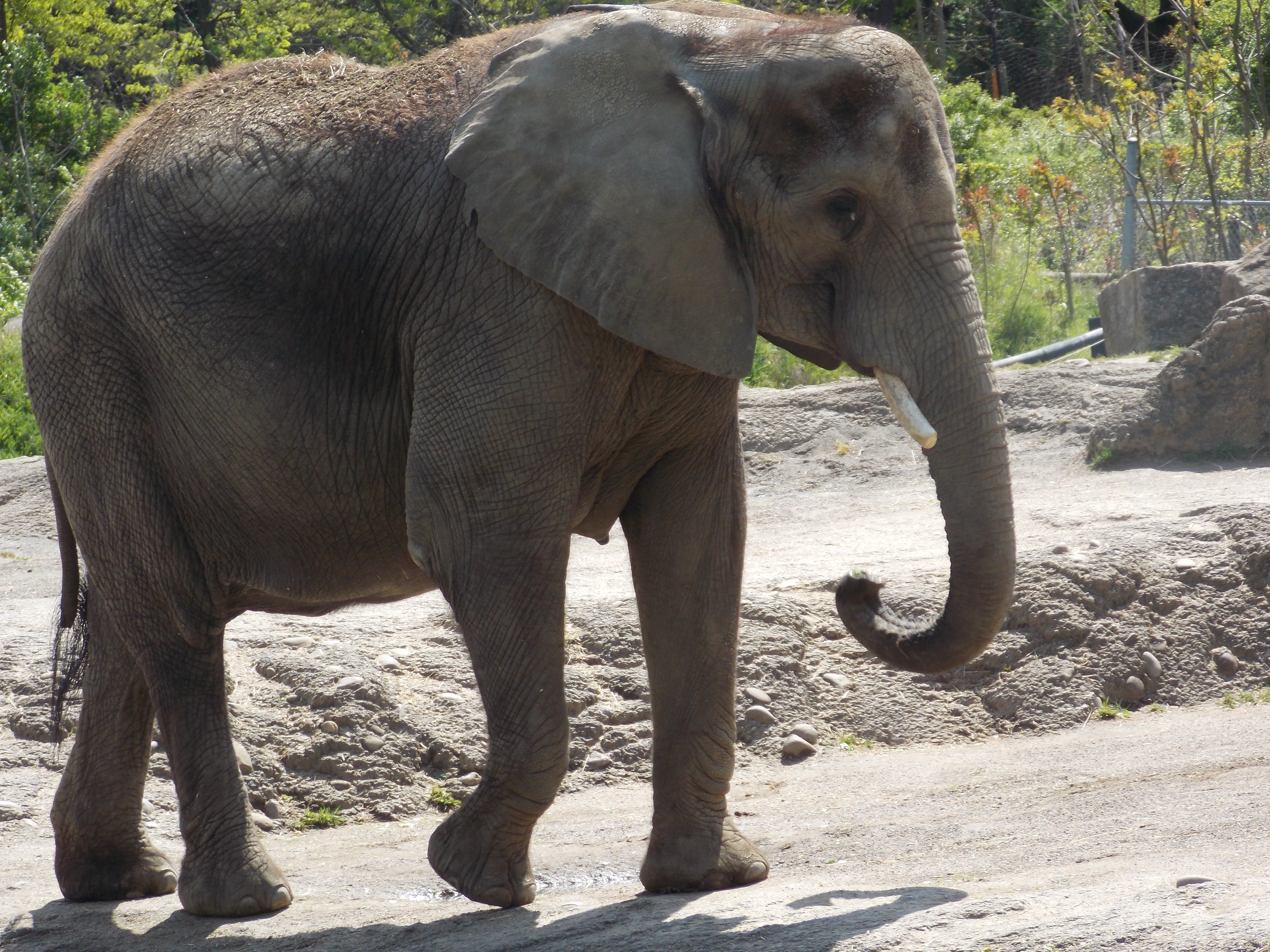 Elephant