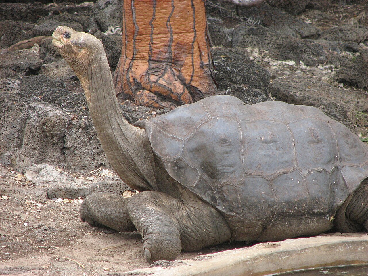 Lonesome George, a very special tortoise