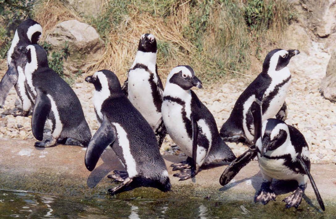 Penguin