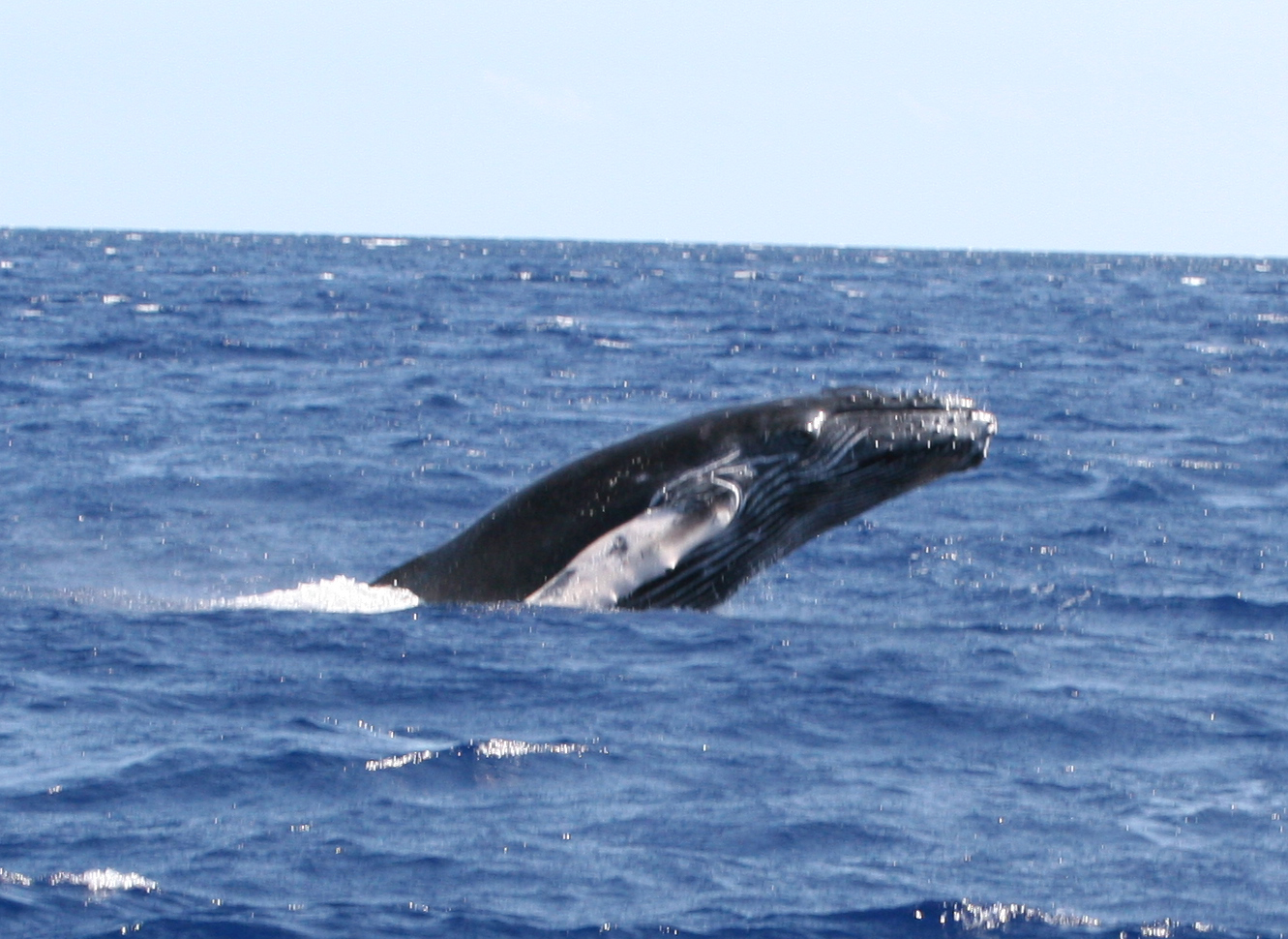 Whale