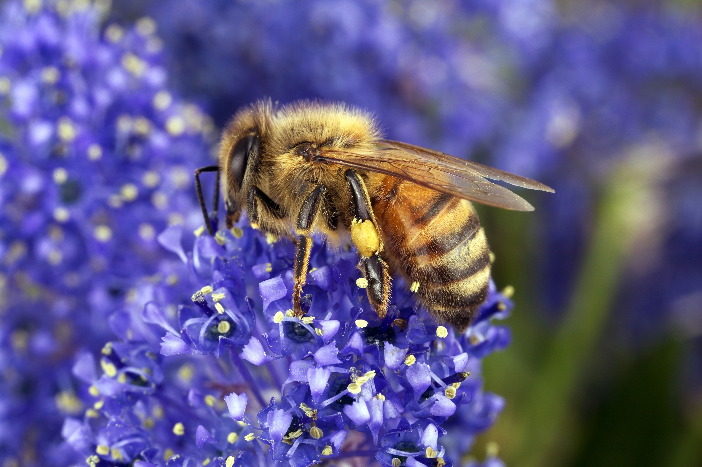 A honeybee (Apis mellifera) covered in yellow pollen collecting nectar from purple flowers, with full pollen baskets visible on its hind legs