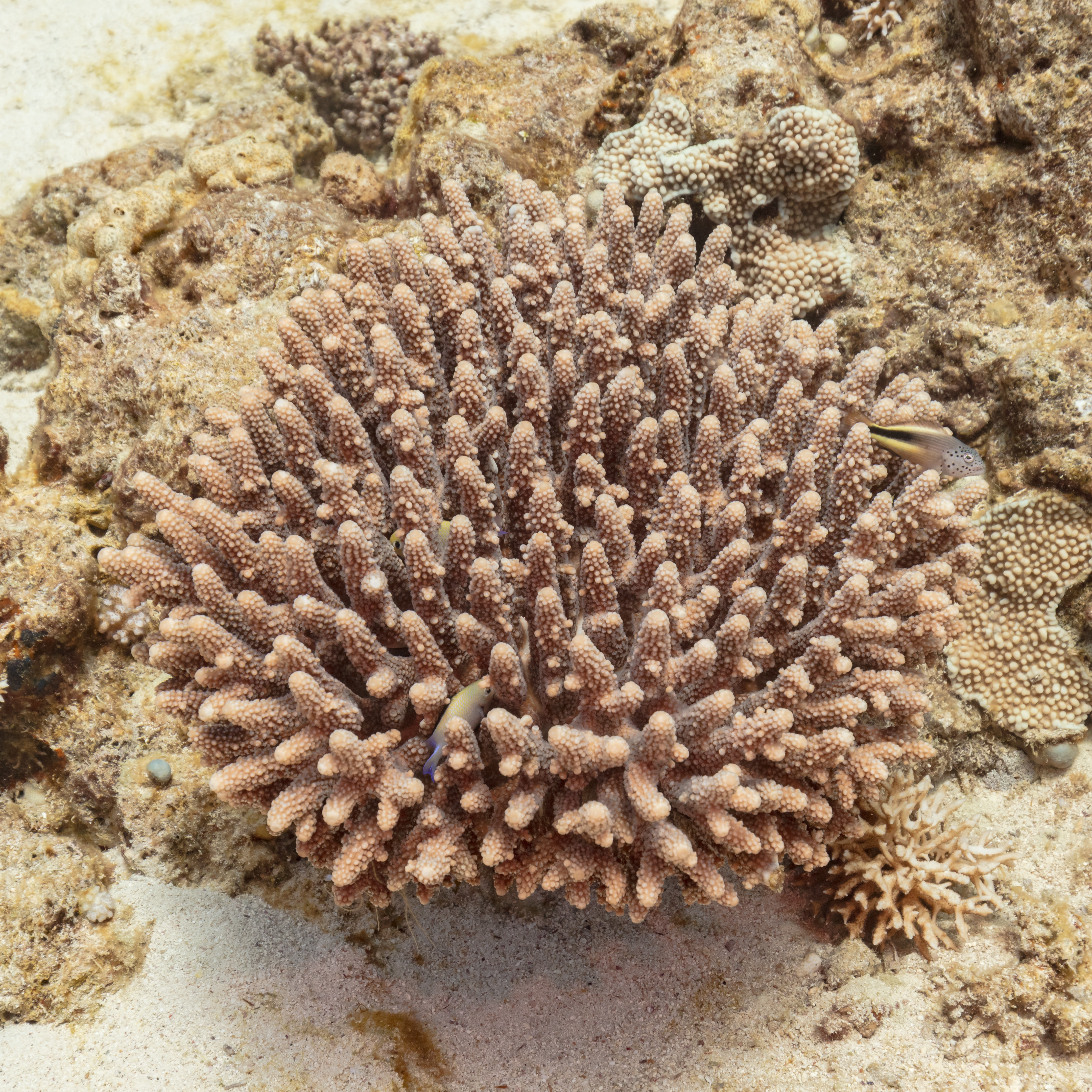Acropora hemprichii coral colony on the Red Sea floor, with a blackside hawkfish visible in the top right corner and two yellow chromis fish sheltering inside the coral branches