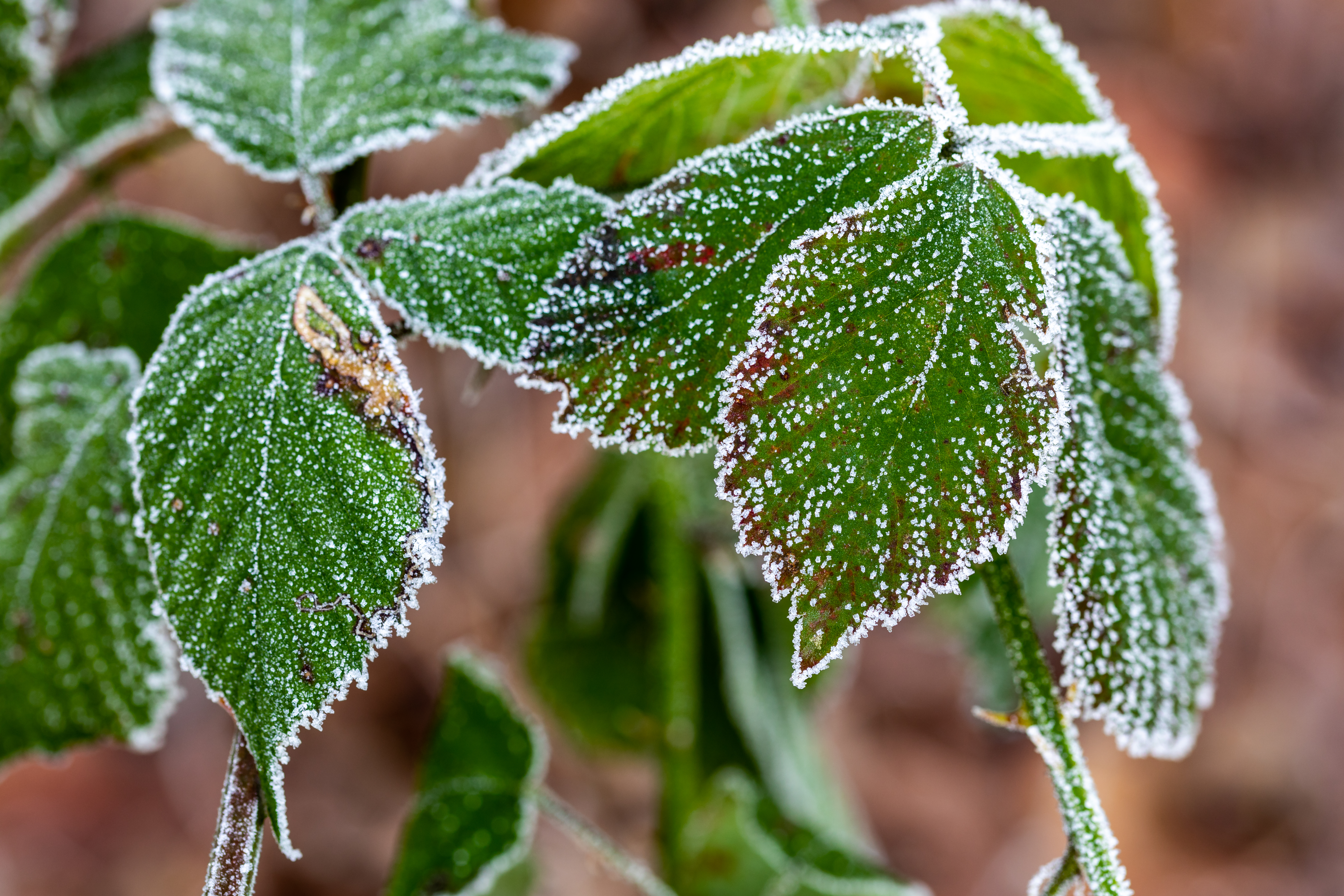 Ice crystals forming on the edges of blackberry leaves in winter, with some leaves still green and others turning reddish-brown