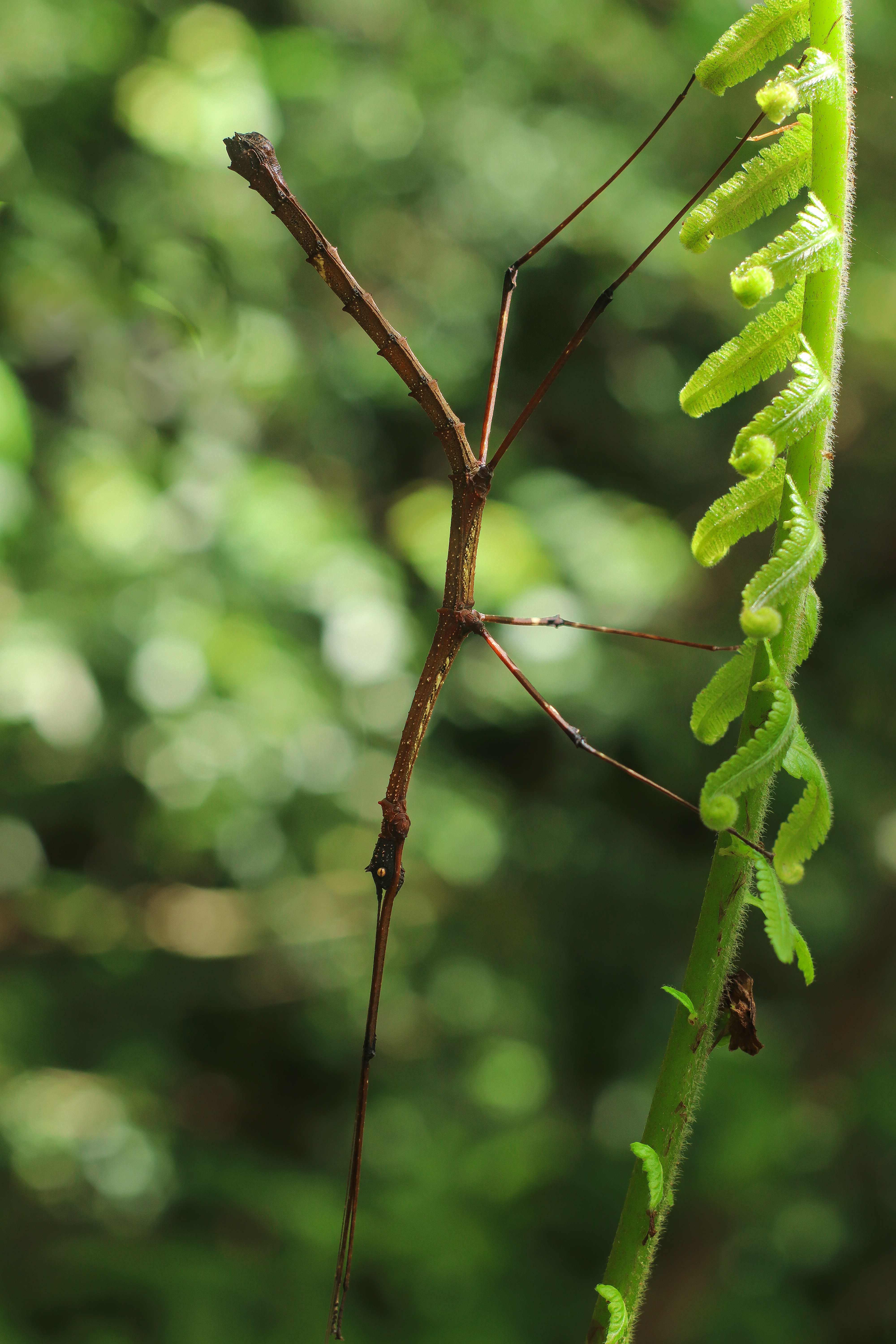 A walking stick insect (Mithrenes panayensis) clinging to a green fern stem in a Philippine forest, nearly invisible against the branch-like background