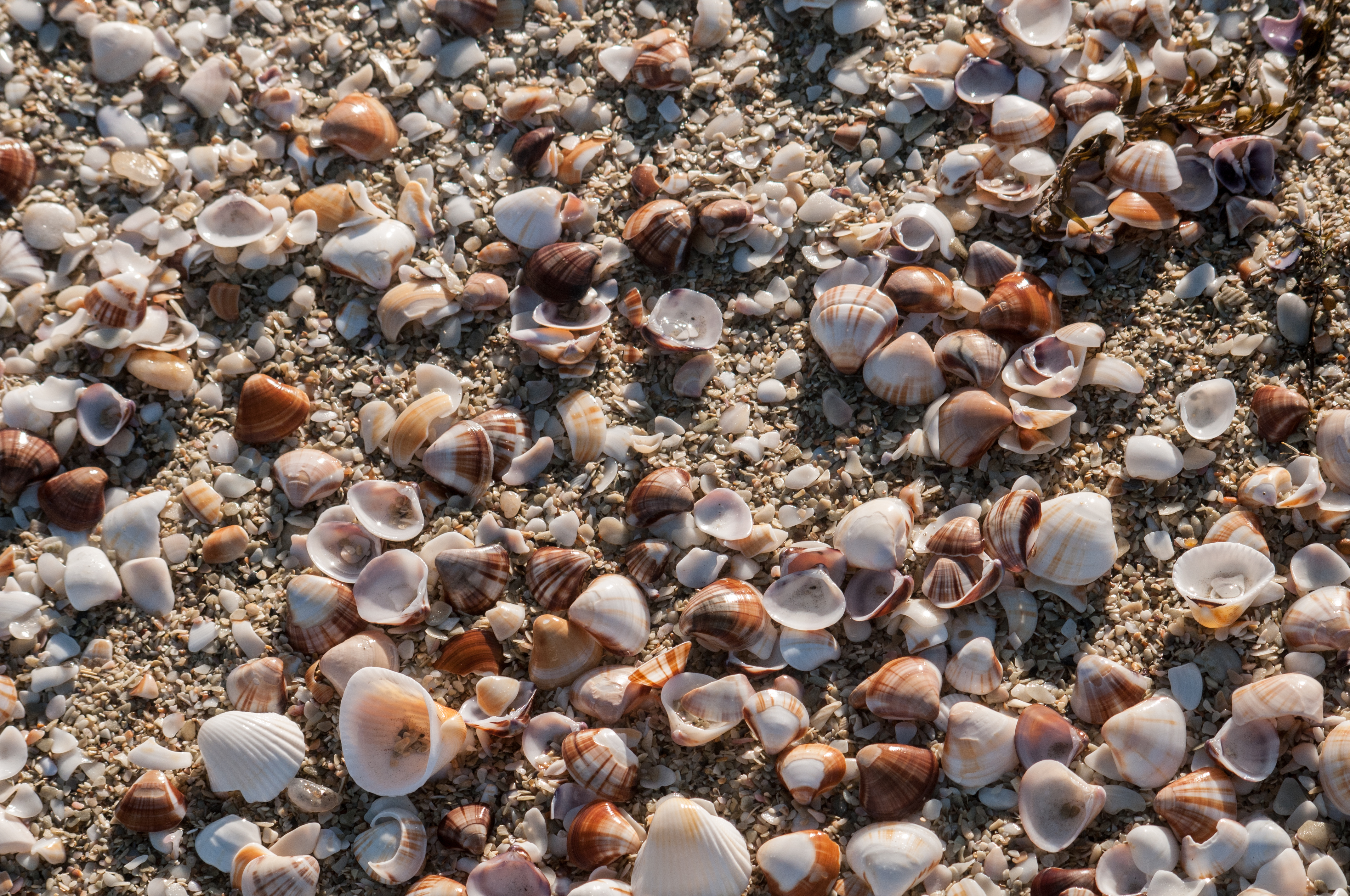 Where do seashells come from?