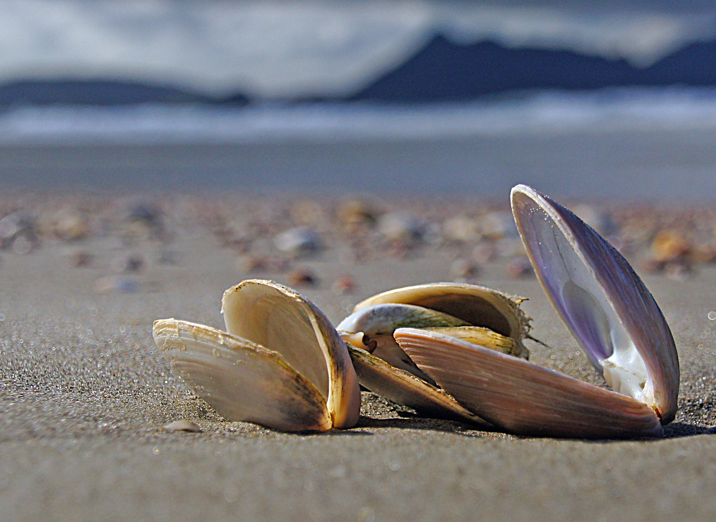 Where do seashells come from?