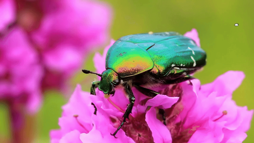What’s Bugging You? Sort the Insects a K-8 Life Sciences Activity