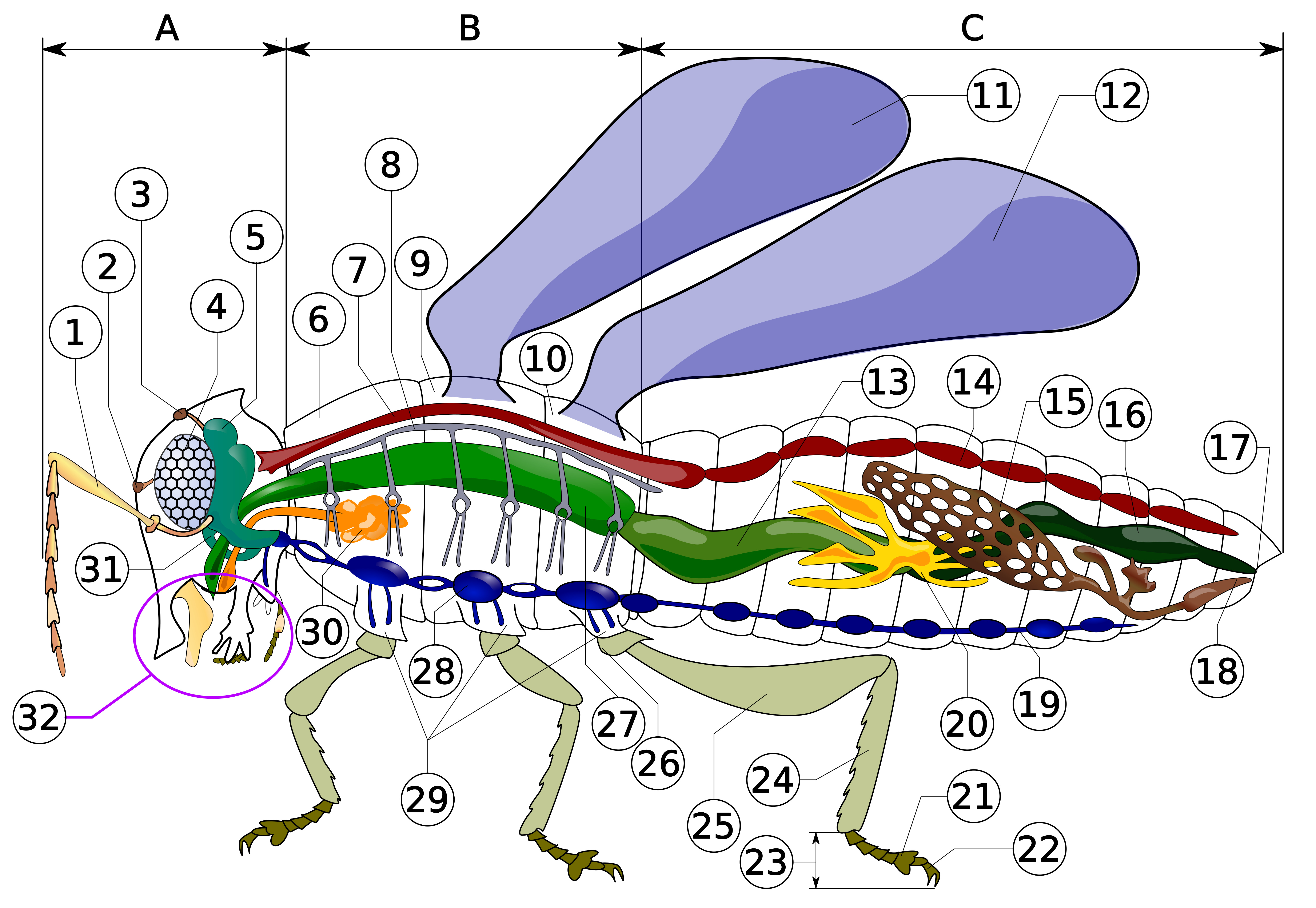 Labeled diagram of insect anatomy with numbered body parts