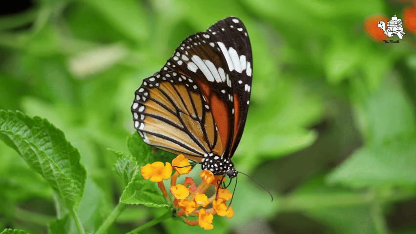 Monarch Butterfly Life Cycle: A Life Science Lab