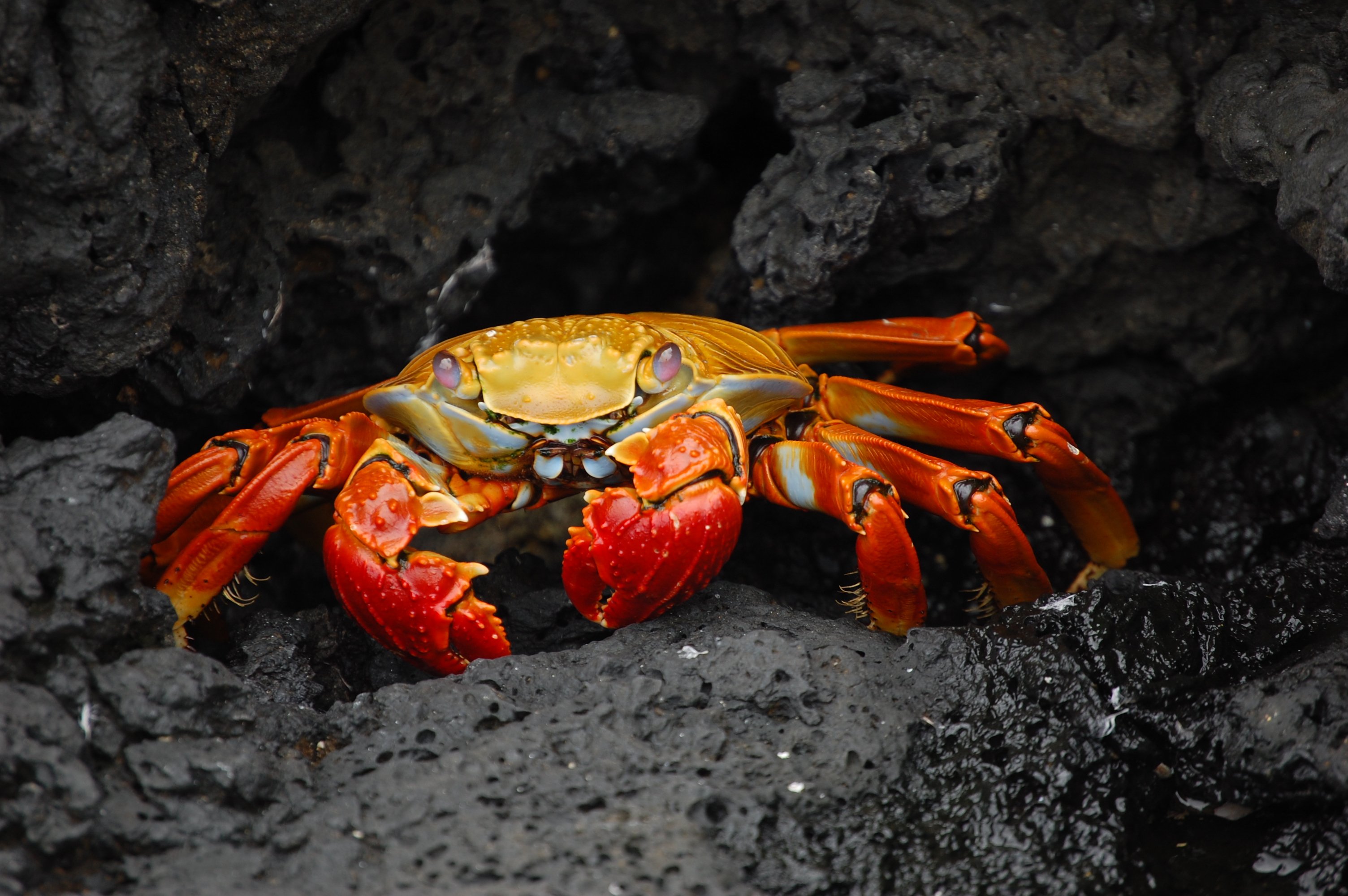Spine or No Spine? A Vertebrate and Invertebrate Game