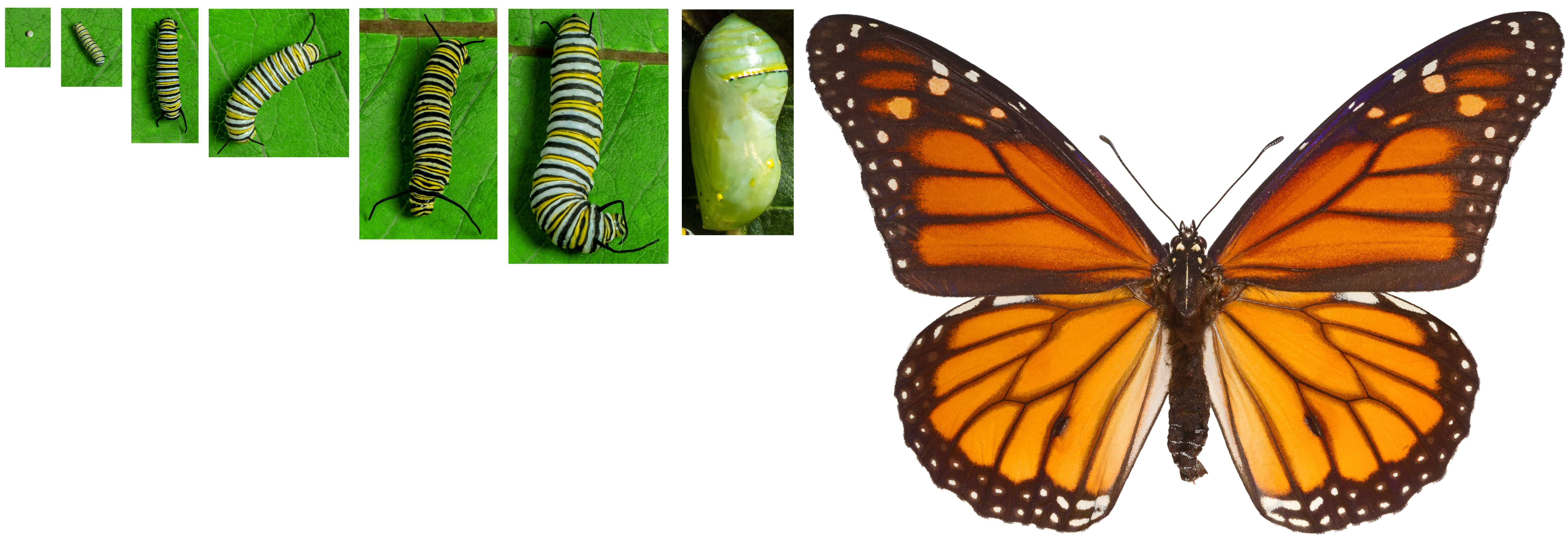 Monarch Life Cycle Game