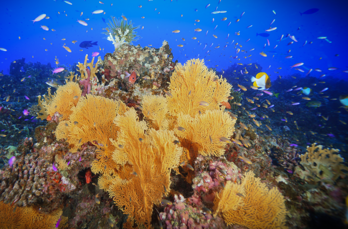 Animal, Plant, or Fungi? A Life Science Classification Game