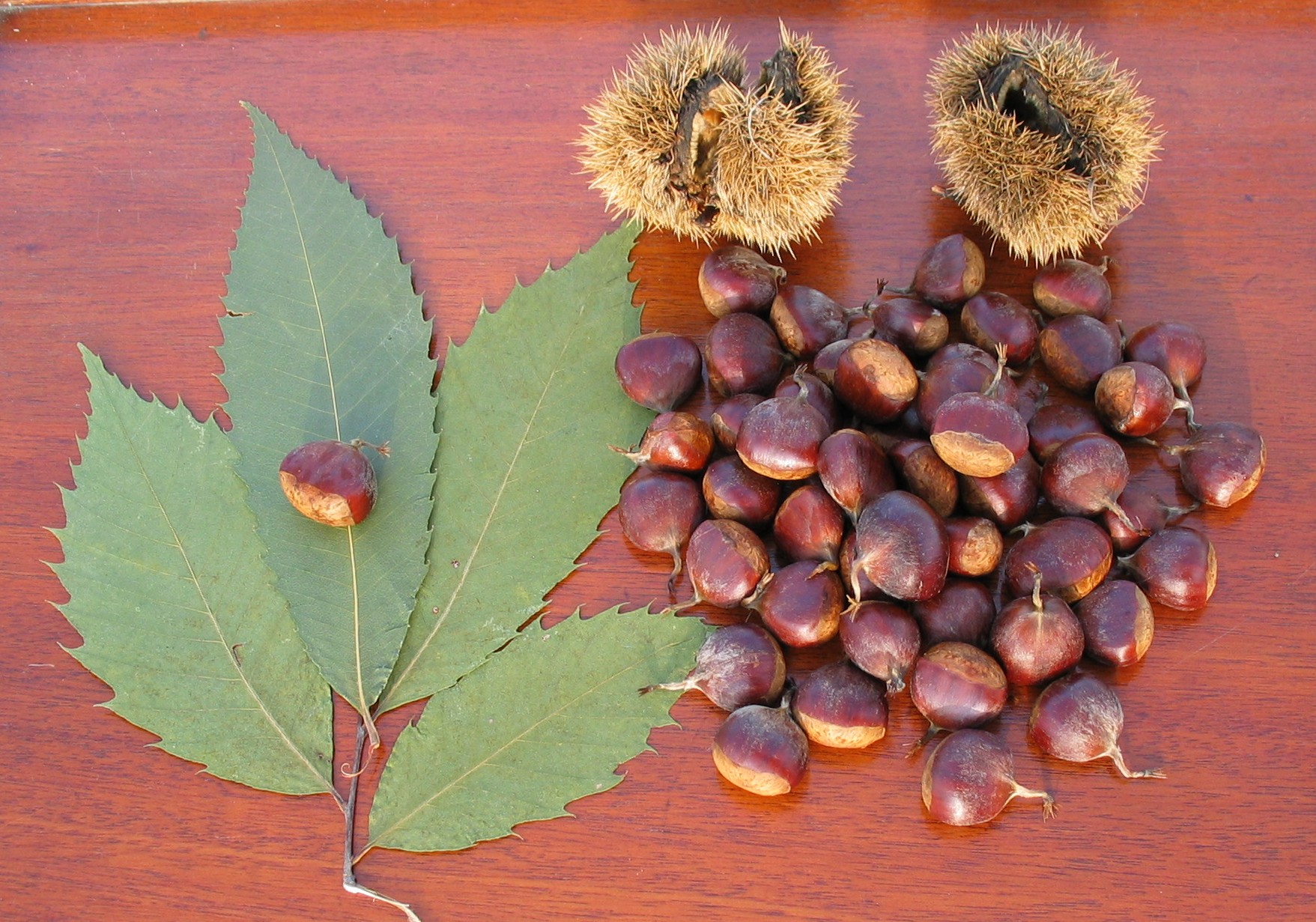 Saving the American Chestnut: What Researchers Hoped in 2016 and Learned by 2026