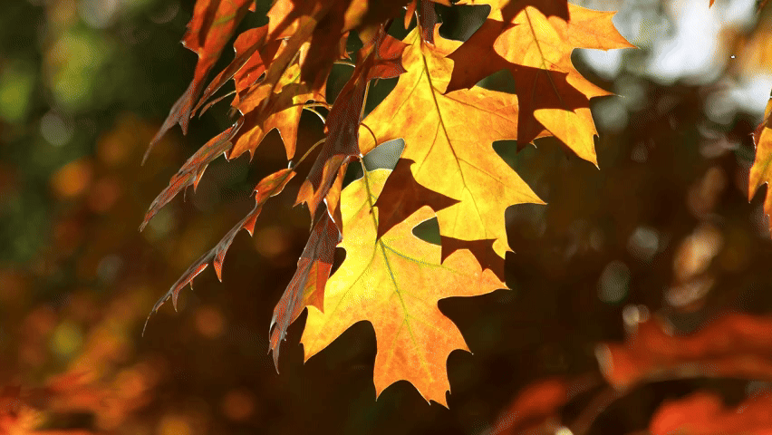 Celebrate the base-10 metric System Using Autumn Across North America